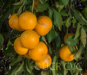 Kiyomi tangor CRC 3952 003