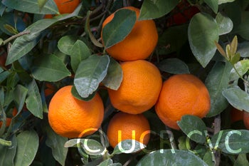 Knorr Rangpur lime CRC 4132 005