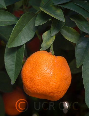 Knorr Rangpur lime CRC 4132 008