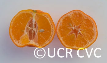 Knorr Rangpur lime CRC 4132 009