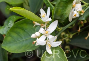 Koethen sweet orange CRC 1106 005