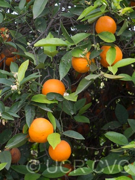 Koethen sweet orange CRC 1106 006