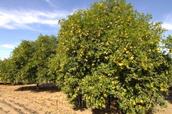 Konejime sour orange hybrid CRC 3611 01