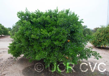 Koster tangor CRC 3958 002