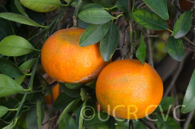 Koster tangor CRC 3958 008