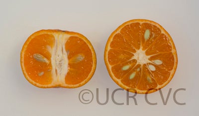 Koster tangor CRC 3958 010