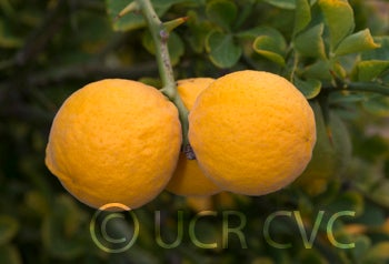 Kryder 15-3 trifoliate CRC 3217 002