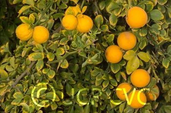 Kryder 15-3 trifoliate CRC 3217 003