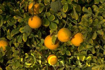 Kryder 15-3 trifoliate CRC 3217 006