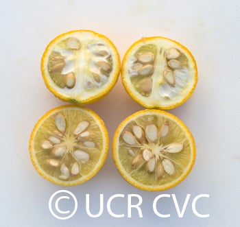 Kryder 15-3 trifoliate CRC 3217 007