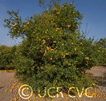 Kryder 16-6 trifoliate CRC 3210 003