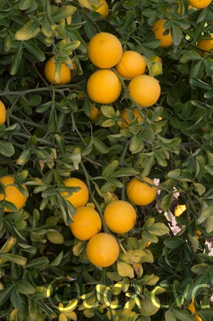 Kryder 16-6 trifoliate CRC 3210 005