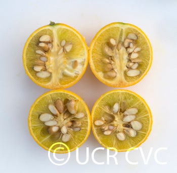 Kryder 16-6 trifoliate CRC 3210 006