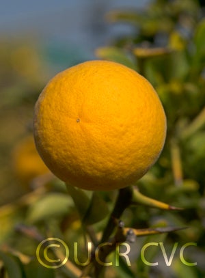 Kryder 28-3 trifoliate CRC 3219 003