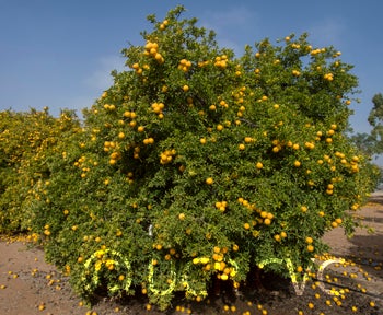 Kryder 5-5 trifoliate CRC 3586 001