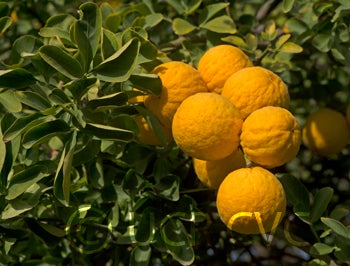 Kryder 5-5 trifoliate CRC 3586 004