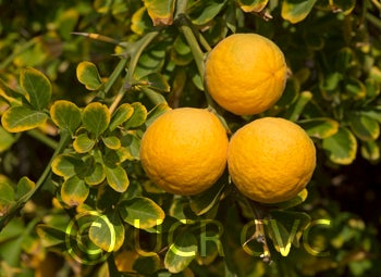 Kryder 5-5 trifoliate CRC 3586 005