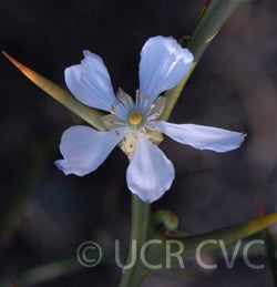 Kryder 55-1 trifoliate CRC 3486 003