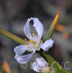 Kryder 55-1 trifoliate CRC 3486 004