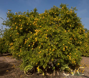 Kryder 55-5 trifoliate CRC 3215 001