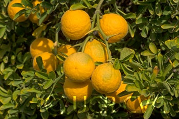 Kryder 55-5 trifoliate CRC 3215 003