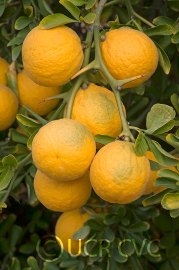 Kryder 55-5 trifoliate CRC 3215 004