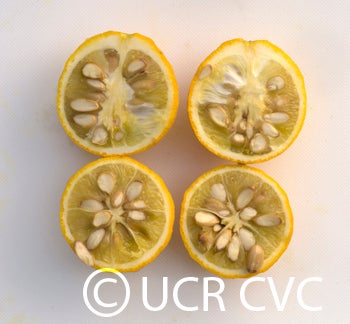 Kryder 55-5 trifoliate CRC 3215 007