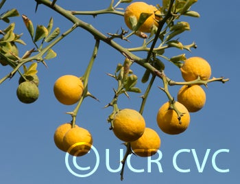 Kryder 60-2 trifoliate CRC 3213 004