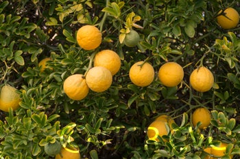 Kryder 60-2 trifoliate CRC 3213 006