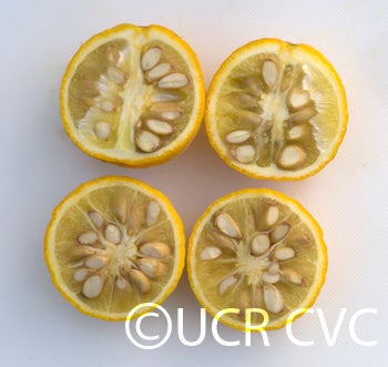 Kryder 60-2 trifoliate CRC 3213 007