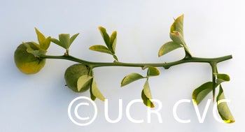 Kryder 60-2 trifoliate CRC 3213 008