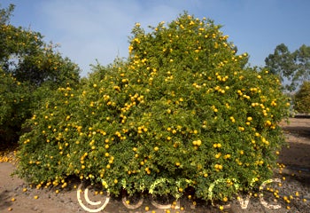 Kryder 8-5 trifoliate CRC 3218 001