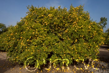 Kryder 8-5 trifoliate CRC 3218 003