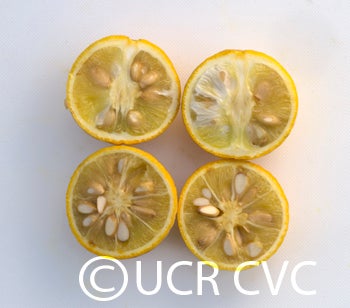 Kryder medium trifoliate CRC 3212 009