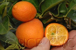 Kumquat Hybrid 1044cvc003_000.jpg