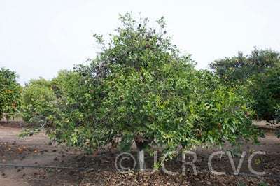 Kunembo mandarin 001