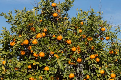 Kunembo mandarin 004