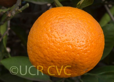 Kunembo mandarin 007