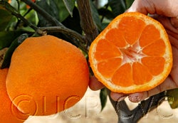 Kuno Wase Satsuma mandarin 009
