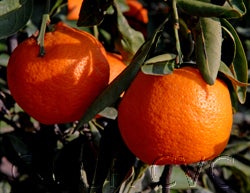 Kuno Wase Satsuma mandarin 000