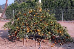 Kuno Wase Satsuma mandarin 001