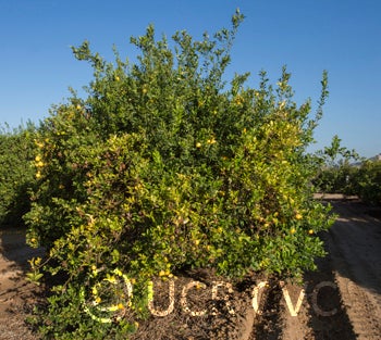 Kusaie Rangpur lime CRC 452 002