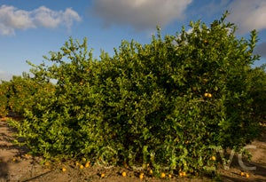 Kusner lemon CRC 3194 001