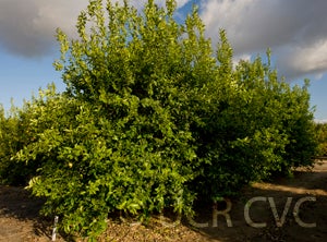 Lamas lemon CRC 3919 001