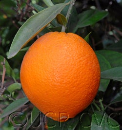 Lane Late navel orange 003