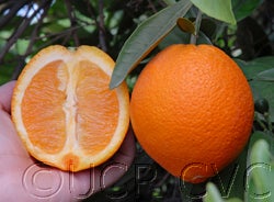 Lane Late navel orange 001