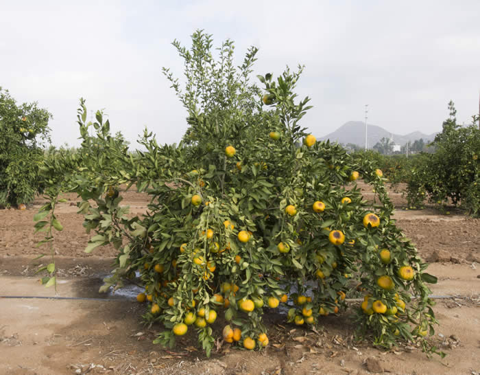 Lange #3 Satsuma mandarin CRC 4103 002