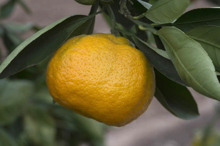 Lange #3 Satsuma mandarin CRC 4103 003