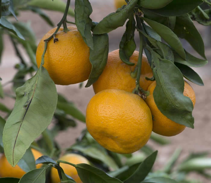 Lange #3 Satsuma mandarin CRC 4103 004