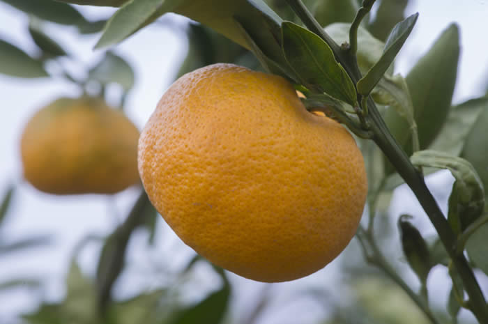 Lange #3 Satsuma mandarin CRC 4103 006